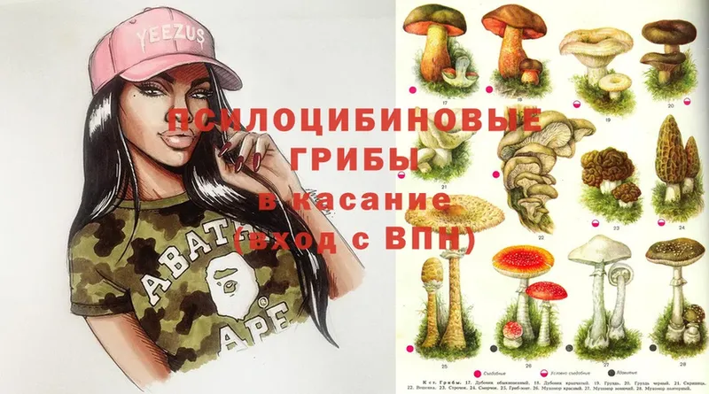 Псилоцибиновые грибы Psilocybe  Лянтор 